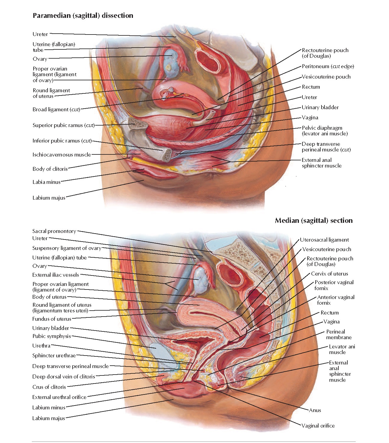 Анатомия женских репродуктивных органов Неттер